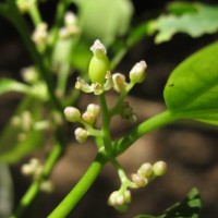 Celtis philippensis Blanco